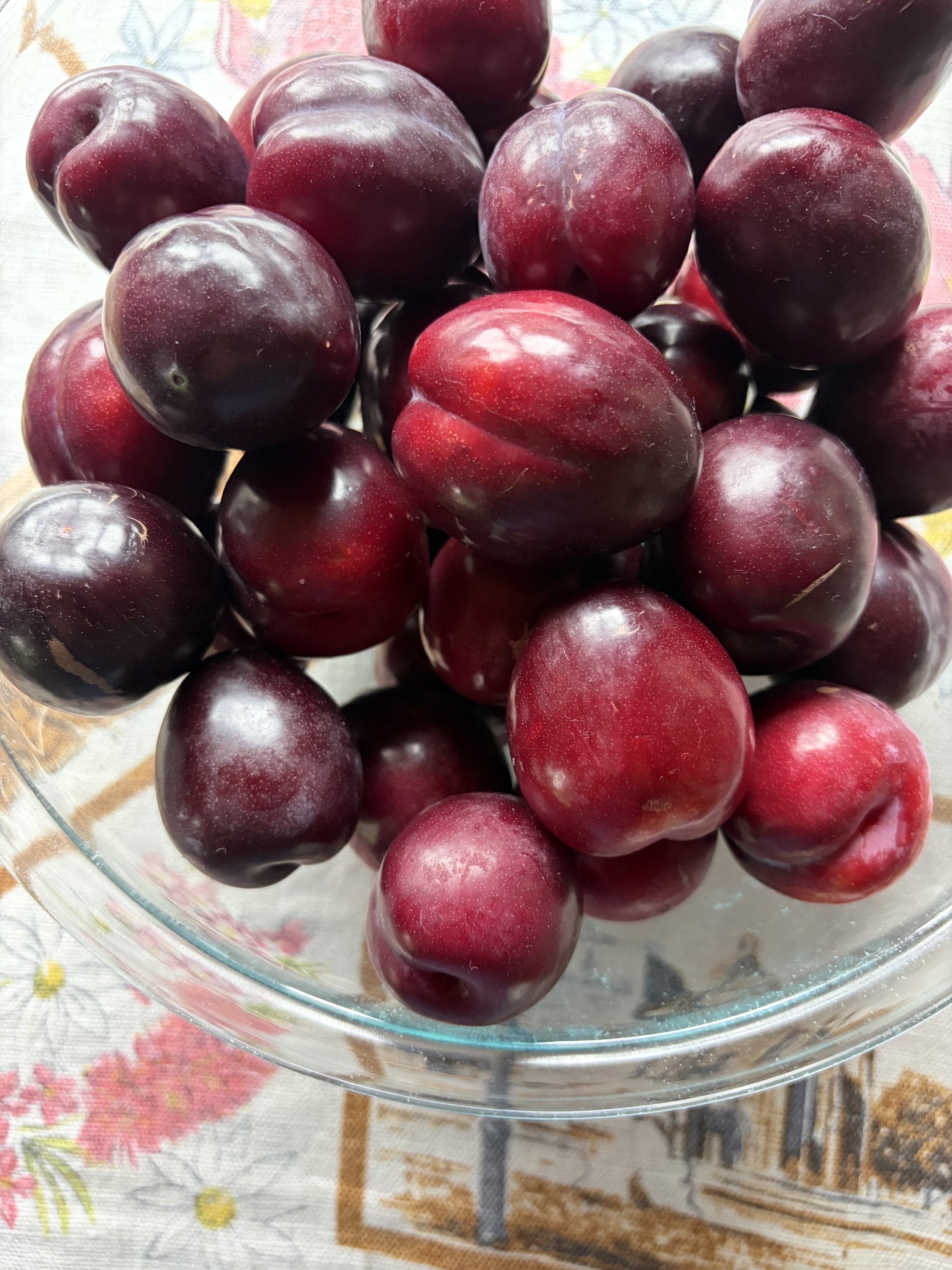 Black Doris plums – Heathvale Orchards, Heathcote